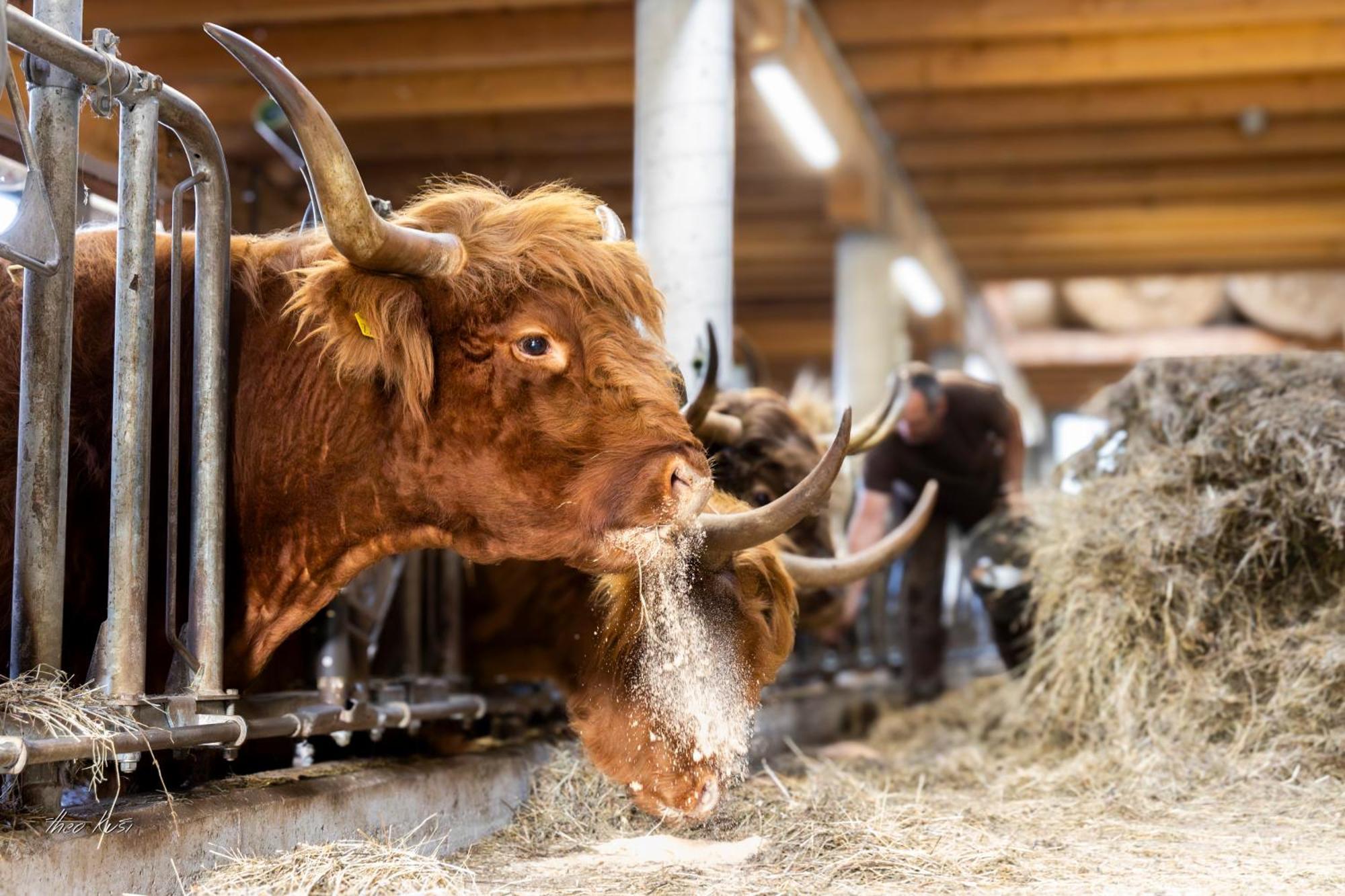 Biobauernhof Lacken Strohmarkt Bagian luar foto